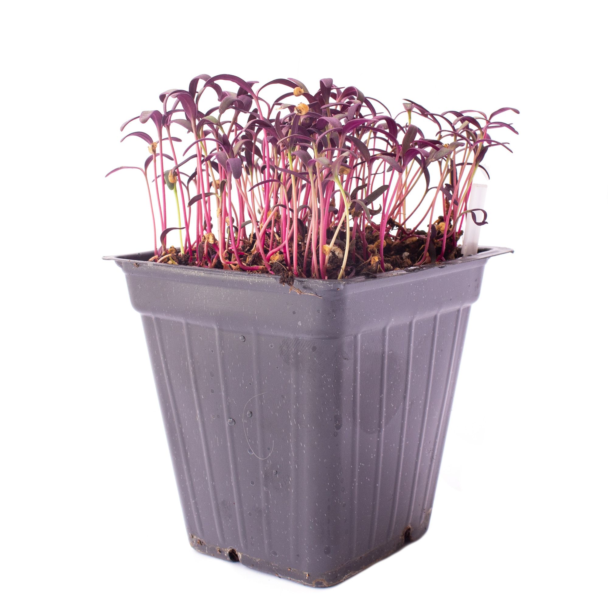 Organic Red Orach Seeds for Planting - 1 Lb ~128,000 Seeds - For Microgreens, Herb Gardening